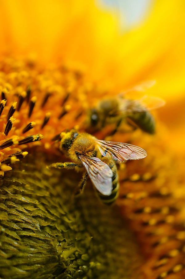 Bienenprodukte